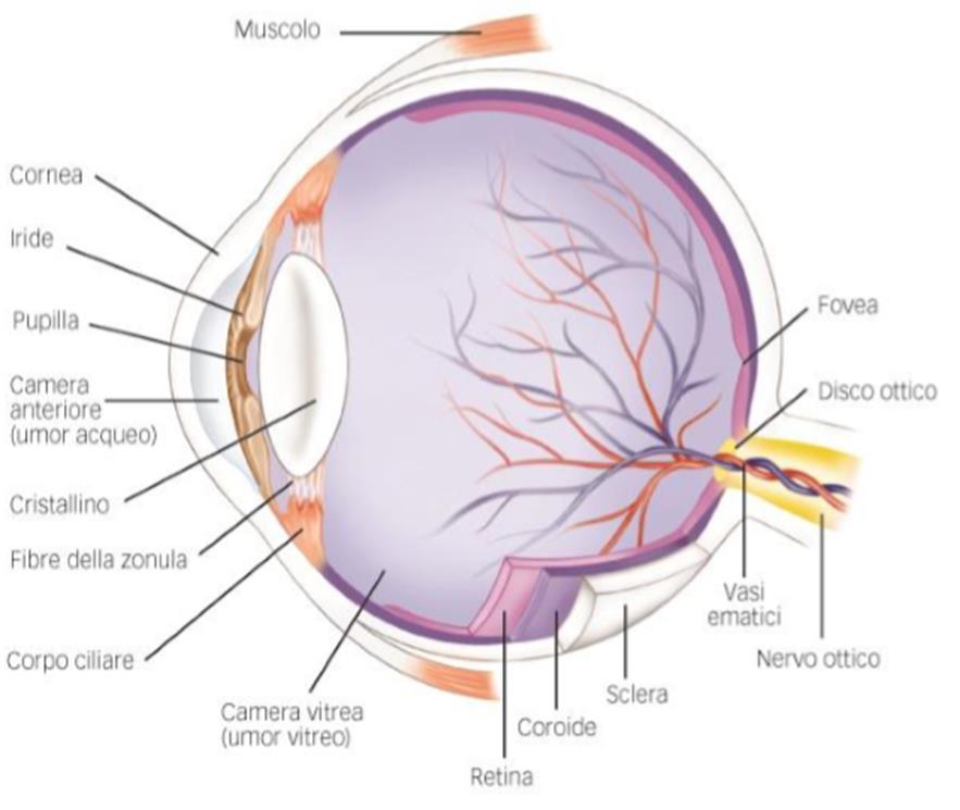 all interno di un anello colorato, l iride. I pigmenti e altri componenti dell iride determinano il colore degli occhi.