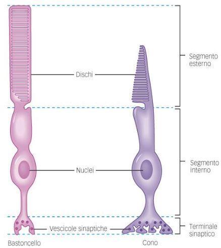 All interno del doppio strato fosfolipidico di membrana dei coni e dei bastoncelli sono presenti pigmenti visivi che sono particolarmente sensibili alla luce. Fig.