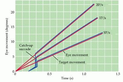 Fig. 11: Movimento di vergenza [2] Movimento di inseguimento lento è un movimento volontario, che si osserva soltanto in presenza di stimoli in movimento nel campo visivo.