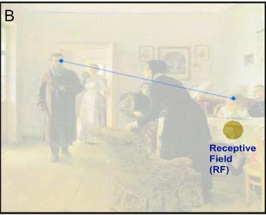 2. 3 AGGIORNAMENTO (REMAPPING) DEI CAMPI RECETTIVI Grazie a studi ed esperimenti di Duhamel, Colby e Goldberg si è dimostrato che neuroni nella corteccia parietale e frontale presentavano la