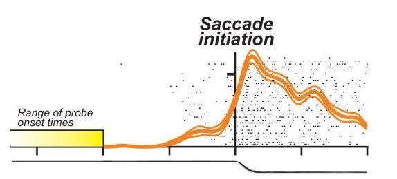 Fig. 21: Attività di un neurone con campo recettivo nel FF sincronizzata con l insorgenza della saccade.