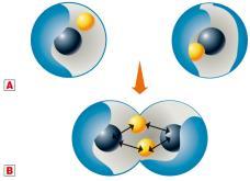 La teoria di Lewis Ma gli atomi come possono fare per raggiungere questa stabilità?