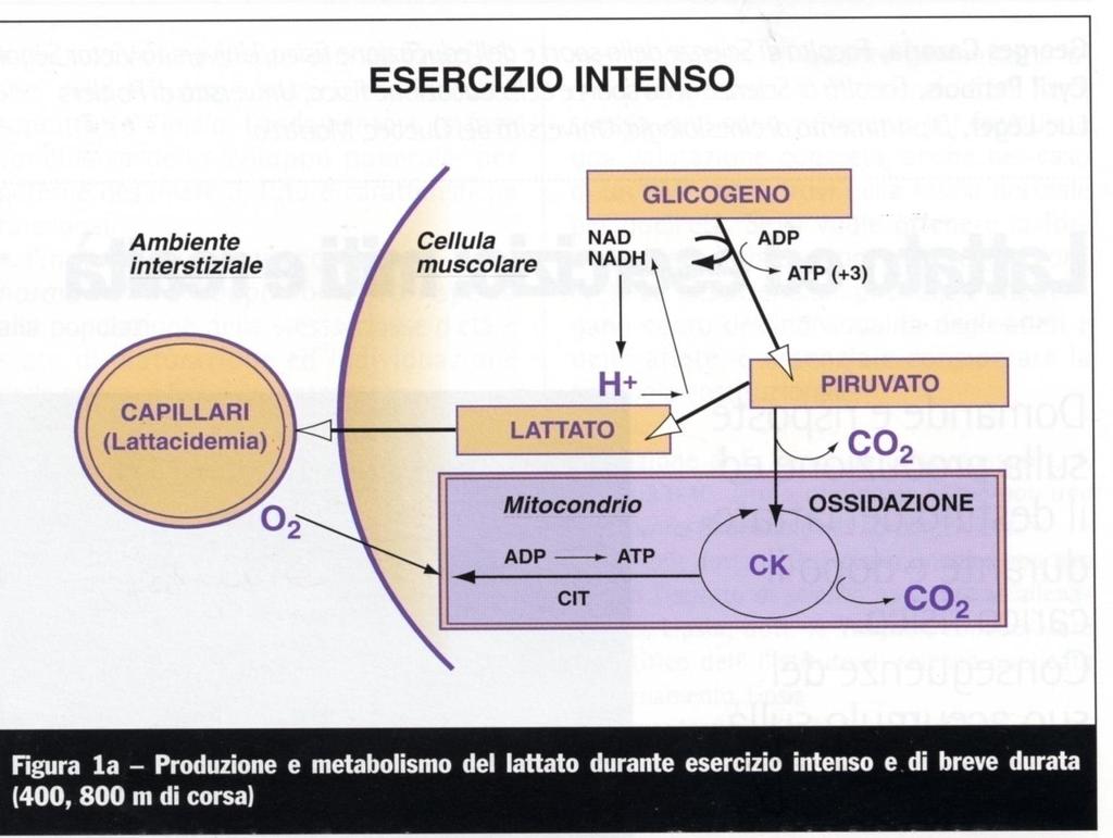 Lattato ed