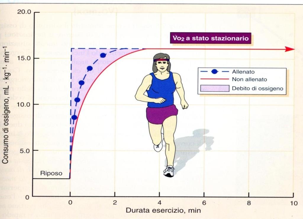 Intervento del metabolismo aerobico L andamento della cinetica del consumo d ossigeno all inizio dell esercizio riflette l aggiustamento sia del sistema del trasporto dell ossigeno e del suo