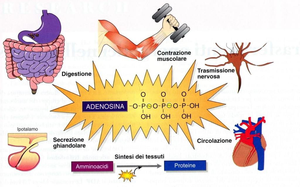 Tutti i processi metabolici che avvengono nella cellula