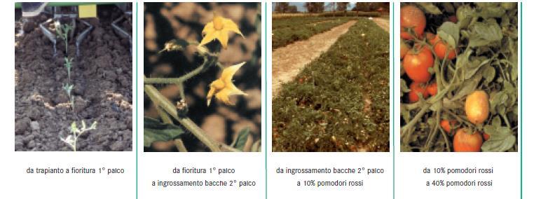 Impianto a goccia a dosaggio variabile Inizio fase 7 giugno 7 luglio 6 agosto 21 agosto-raccolta Max sensibilità a stress idrico Fabbisogno irriguo (mm) 4.3 mm 6.1 mm 5.