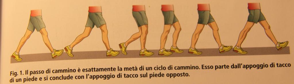 La tecnica del Fitwalking è il perfezionamento del normale cammino Il ciclo di cammino (falcata) è suddiviso in 2 passi: una falcata completa ha inizio