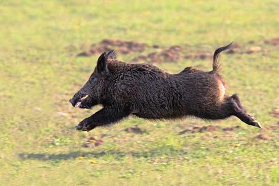 sella ad un magnifico cavallo e di fermarvi poi ad un ristorante tipico legando il vostro