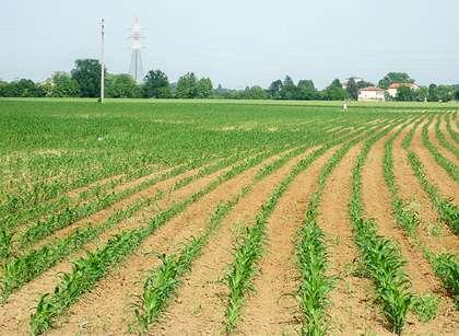 terreno oltre che ad elementi fertilizzanti come azoto, fosforo e