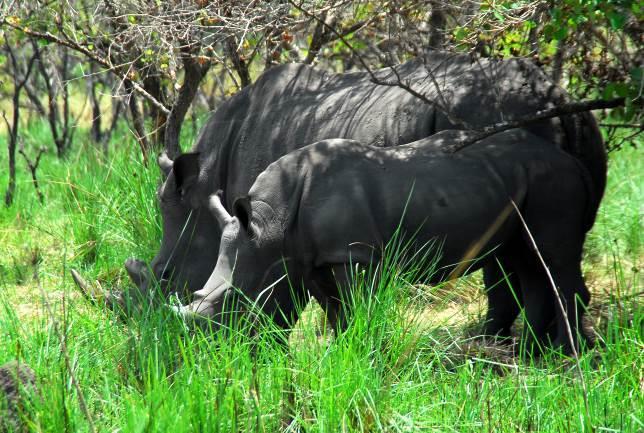 2 giorno (28 dic) / Entebbe Mabamba Swamps Ziwa Rhino Sanctuary (230 km ca.