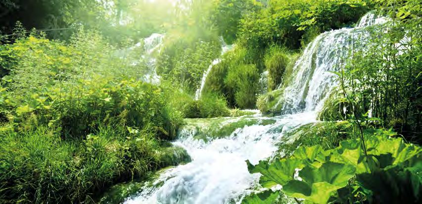 La gestione delle foreste in modo sostenibile, permette la conservazione della biodiversità.