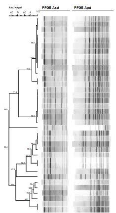 Dendrogramma - Listeria monocytogenes 1 2 3 4 Mattatoi diversi = pulsotipi diversi Pulsotipi spesso identici in lotti macellati nello stessi