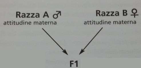 Genetica in allevamento Anni 70 Si lavora nella ricerca di nuove