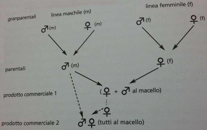 Genetica in allevamento Anni 80 Si lavora nel