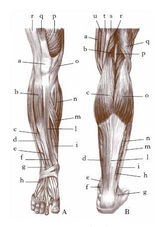 DISSEZIONE DELLA GAMBA E DEL PIEDE Strutture di interesse anatomico: Muscoli anteriori - muscolo tibiale anteriore - muscolo estensore lungo delle dita - muscolo estensore lungo dell alluce - muscolo