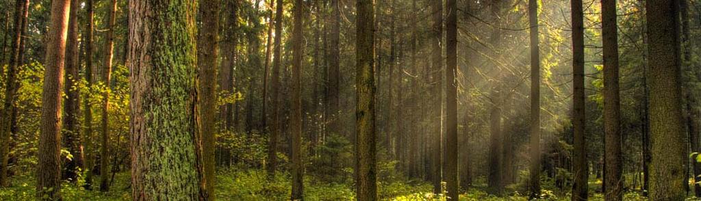 agli accordi internazionali da foreste ben gestite: salvaguardando l ambiente e i valori sociali