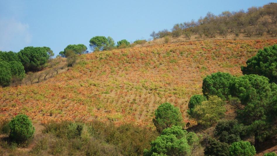 Paessagio Il territorio della D.O.Q.