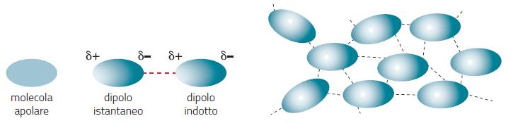 Si chiamano forze le attrazioni di natura elettrica che si stabiliscono tra le molecol negli stati condensati (solido e liquido).