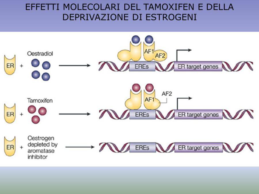 molecolari in cellula mammella 