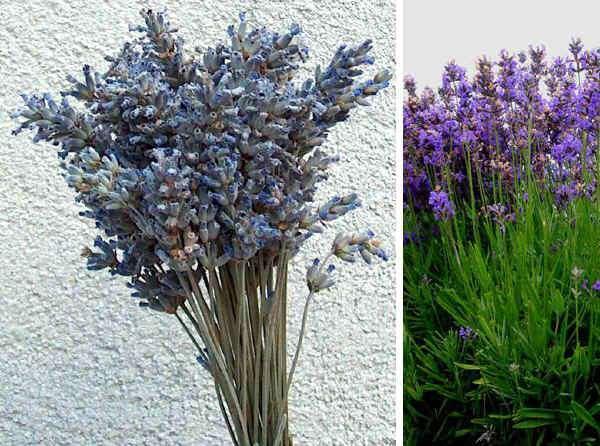 Lavanda -