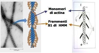 estremità positiva (+) a crescita