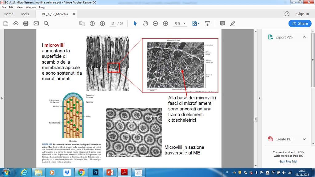 Microfilamenti di