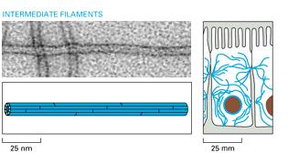 Filamenti Intermedi (IF) 25um I filamenti intermedi in ogni tipo cellulare sono