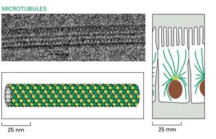 Microtubuli 25um I microtubuli sono composti