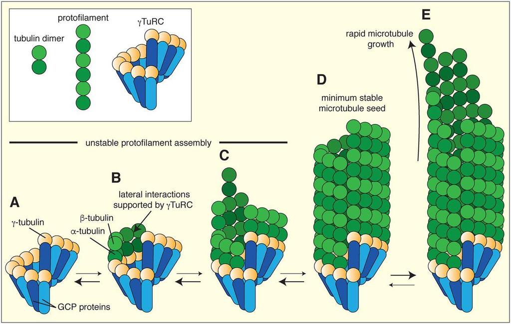 Microtubuli Sono strutture dinamiche che continuamente cambiano la loro lunghezza Il microtubulo è