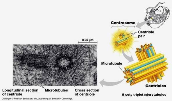 Microtubuli: MTOC Il Centrosoma è il più importante MTOC cellulare. Rappresenta il centro cellulare, da cui, in mitosi, derivano i microtubuli del fuso mitotico.