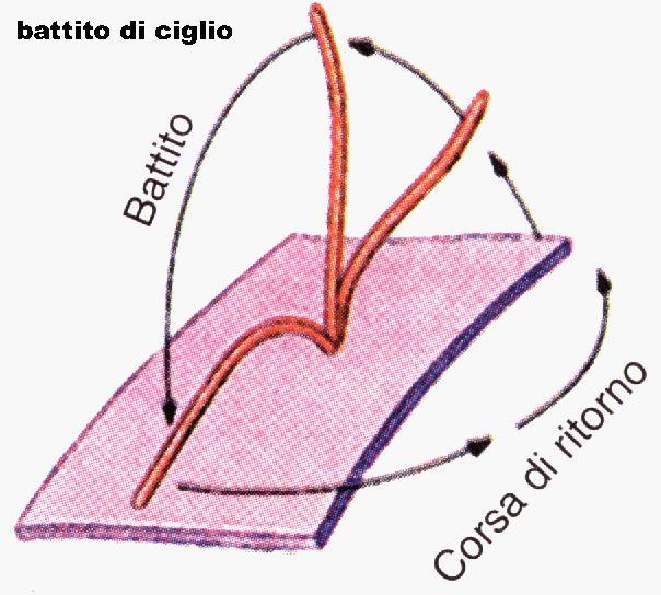 andata del movimento ondulatorio delle ciglia.