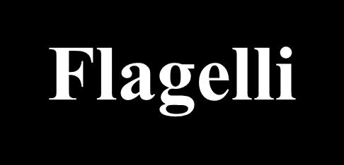 Flagelli