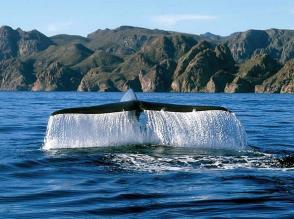 I fondali della zona sono frequentatissimi da chi fa immersioni mentre nelle acque della costa di Guerrero negro si radunano stagionalmente le balene; anche