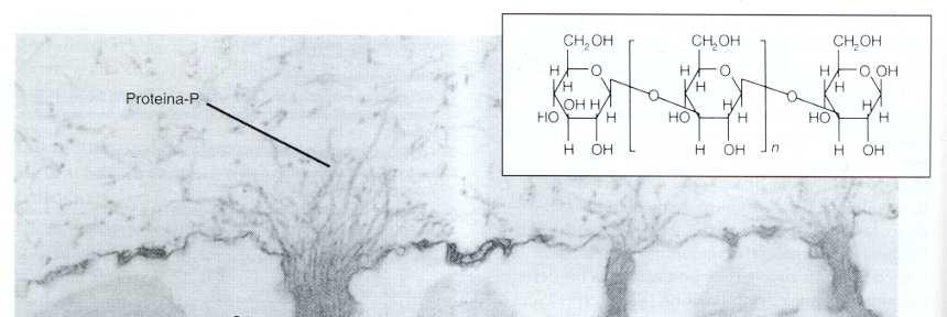 Risposta al danneggiamento meccanico: P-proteine