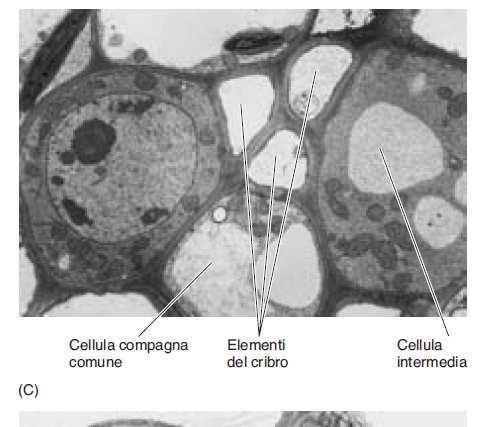 Cellule Compagne Ordinarie: Cloroplasti ben sviluppati.