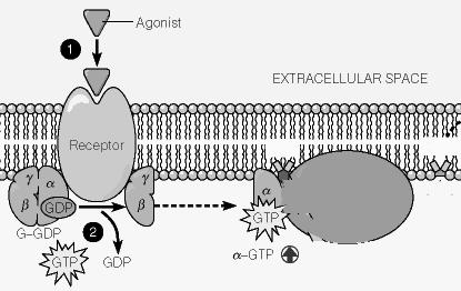 agonisti colinergici AGONISTI DIRETTI Betanecolo Carbacolo Pilocarpina AGONISTI INDIRETTI ad azione reversibile