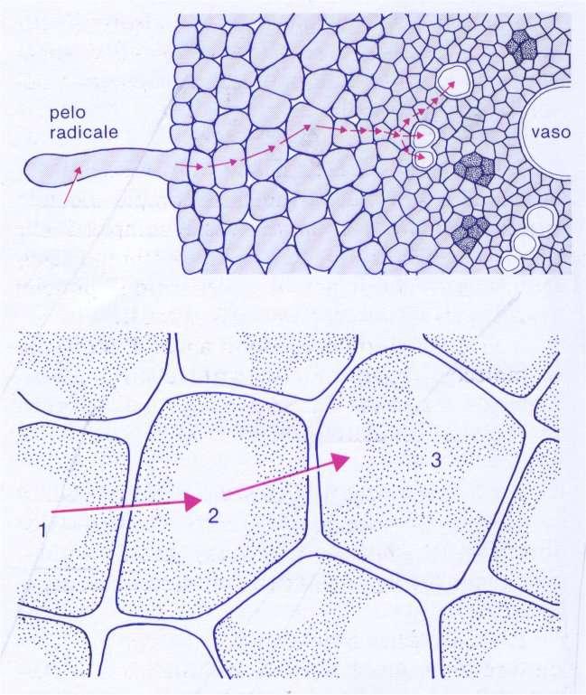 Trasporto simplastico di acqua e soluti all interno della radice In basso: gradiente