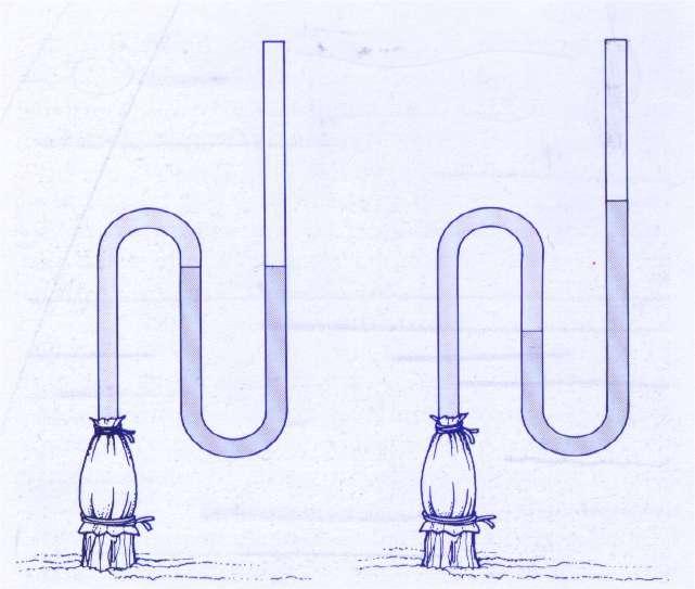 MECCANISMO ATTIVO DI ASCESA DELLA LINFA GREZZA - avviene per effetto di una elevata pressione radicale (1-2 bar, 0.1-0.