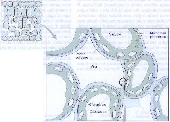 MECCANISMO PASSIVO DI ASCESA DELLA LINFA GREZZA - si sostituisce gradualmente alla pressione radicale ed è connesso allo sviluppo della chioma dell albero (gemme, germogli, foglie, etc.