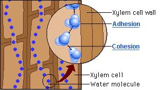 Parete cellulare dello xilema Adesione