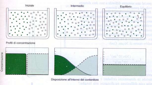 La DIFFUSIONE è il processo tramite il quale le molecole si rimescolano a seguito della loro agitazione termica casuale Questa agitazione porta al movimento casuale ma progressivo di sostanze da zone