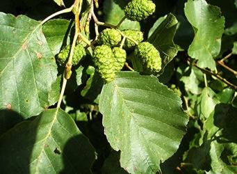 purpurea, Acer pseudoplatanus, Alnus glutinosa, Fraxinus excelsior, Populus alba, Alnus viridis, Sorbus torminalis Arbusti