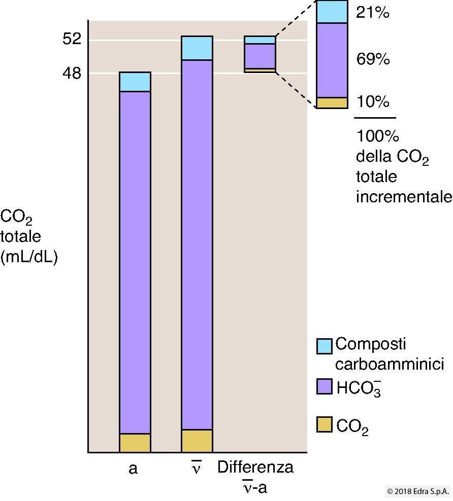 Componenti della CO 2