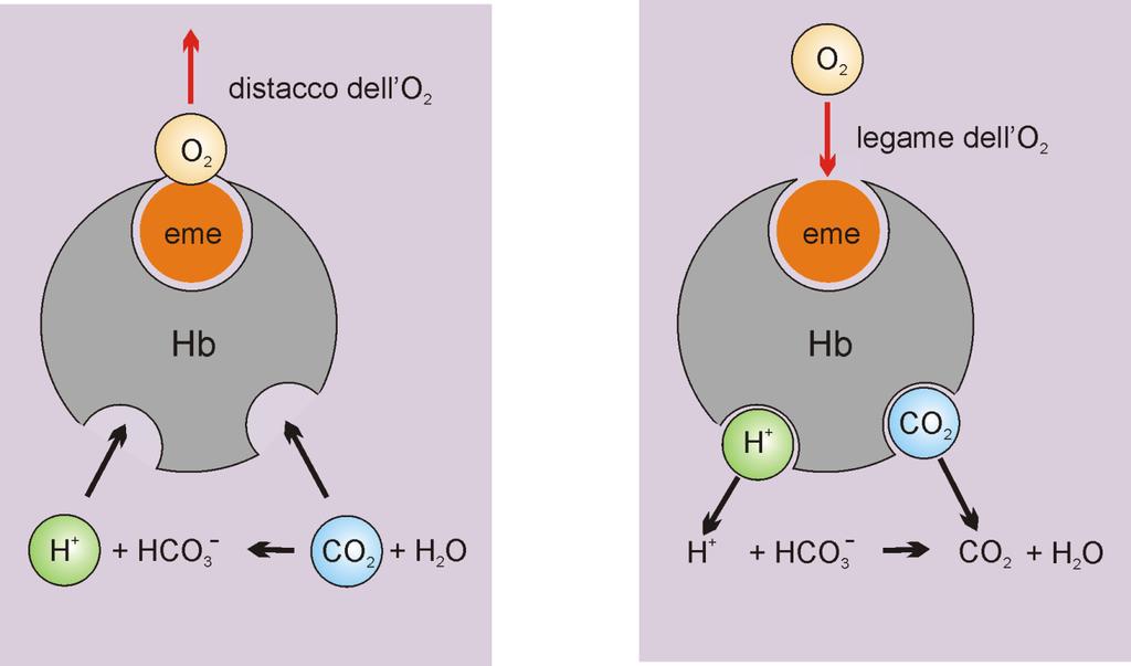 A livello tissutale: l Hb deossigenata lega meglio la CO 2 formando composti carboamminoemoglobinici (HbCO 2 ) e lega meglio H + favorendo la captazione