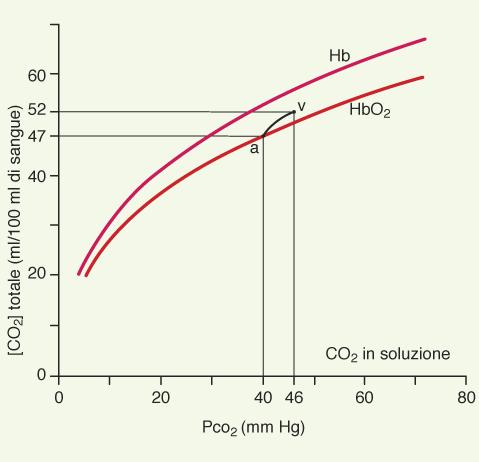 Concentrazione della CO 2 ematica in funzione della PCO 2 Effetto dell ossigeno Effetto Haldane Curva di dissociazione del sangue per la CO 2 Curva fisiologica di dissociazione del sangue per la CO 2
