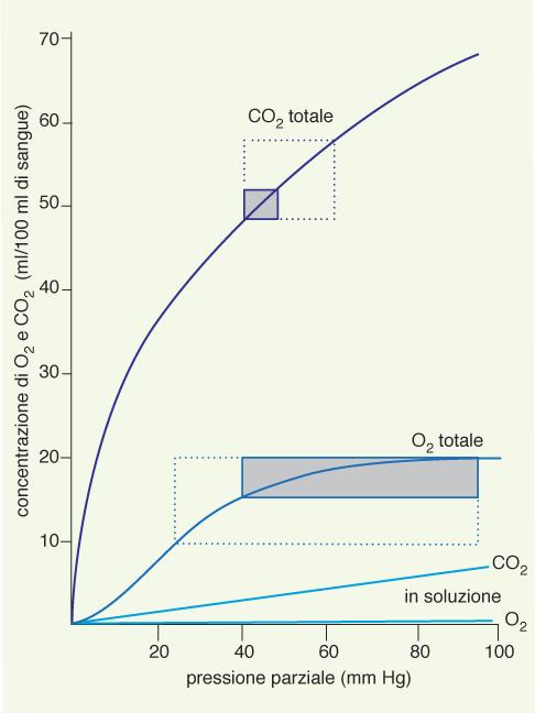 Curve di dissociazione dell O 2 e della CO 2 per il sangue Le linee