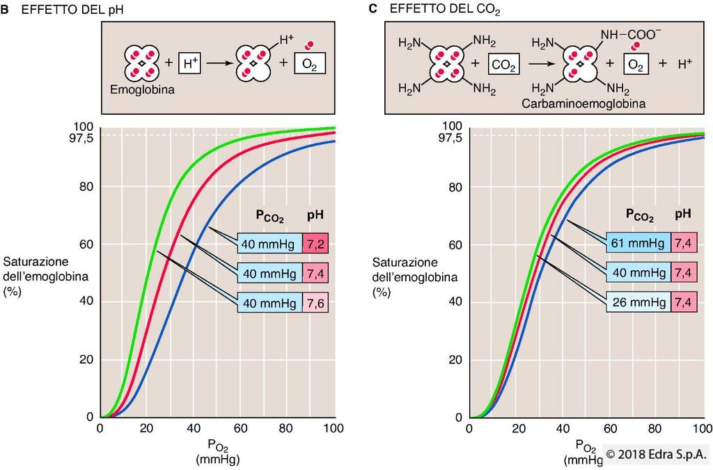 Contributo del ph all effetto Bohr Quando gli eritrociti entrano nei capillari sistemici si