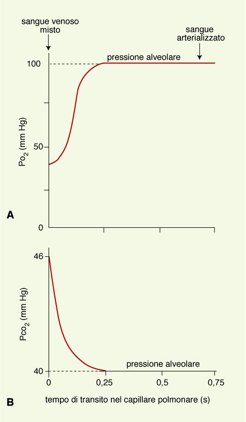 Tempo di transito del sangue in un capillare polmonare: