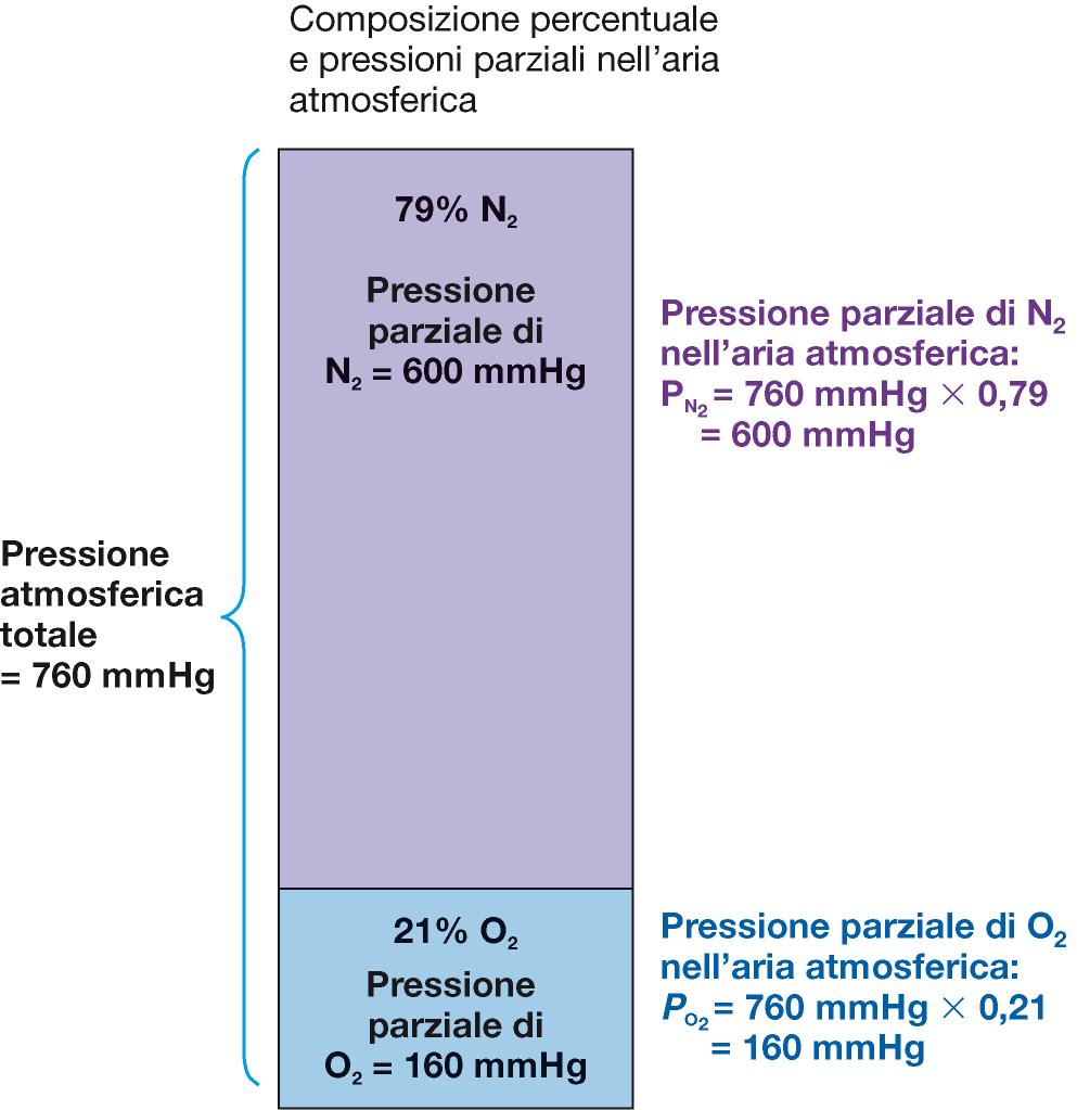 Pressione parziale dei singoli gas nelle miscele gassose Legge di Dalton In una miscela di gas diversi, con una data pressione, questa si ripartisce tra i
