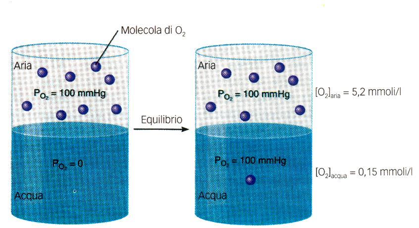 Legge di Henry Il volume di un gas (Vg) che si scioglie in un liquido è direttamente proporzionale alla pressione